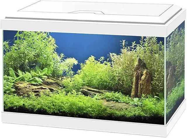 ASKOLL Acquario Aqua 20 Bianco 40x20x31 con LED e Filtro 17 Litri - Acquario Askoll