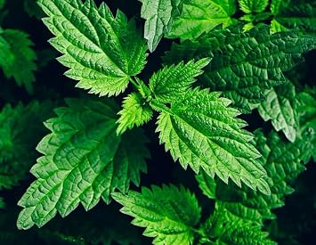 1 Pack of 1300 SEEEDS Stinging Nettle - Urtica dioica