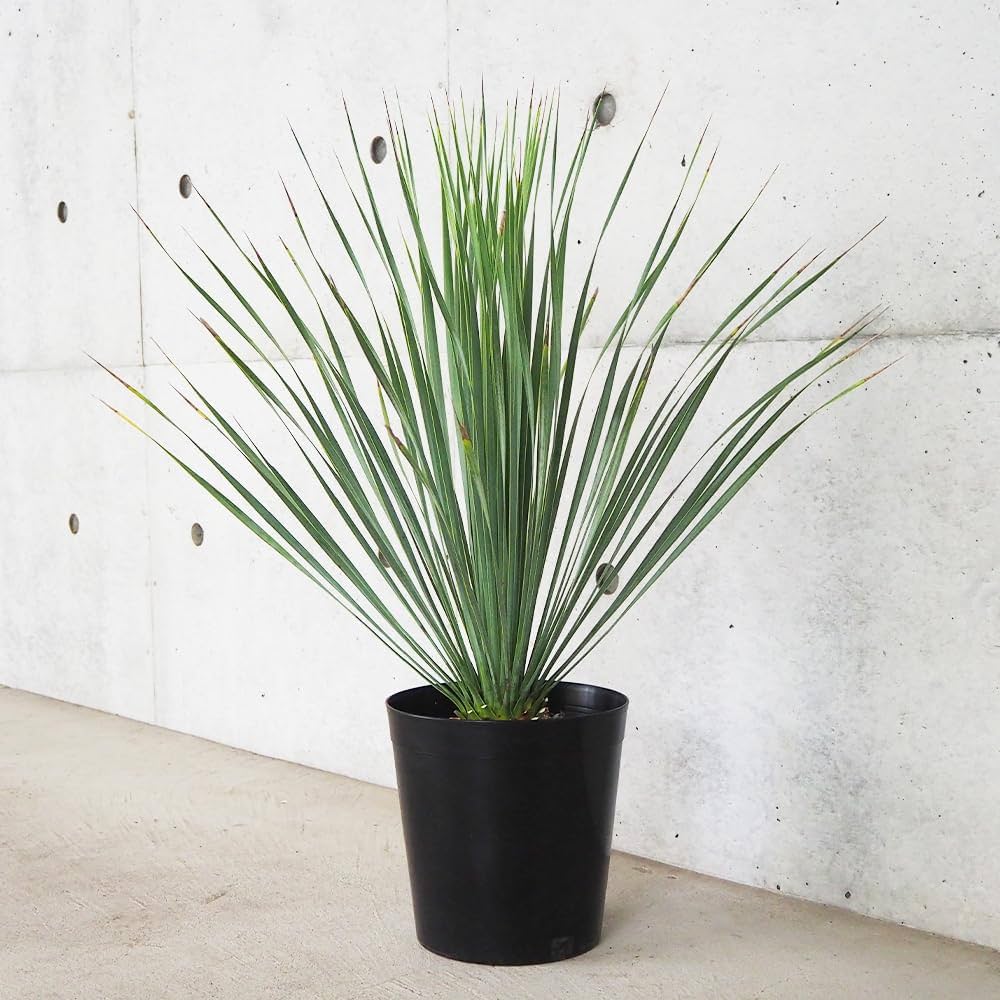 Amazon｜ユッカ・ロストラータ 6号鉢【品種で選べる観葉植物/1個