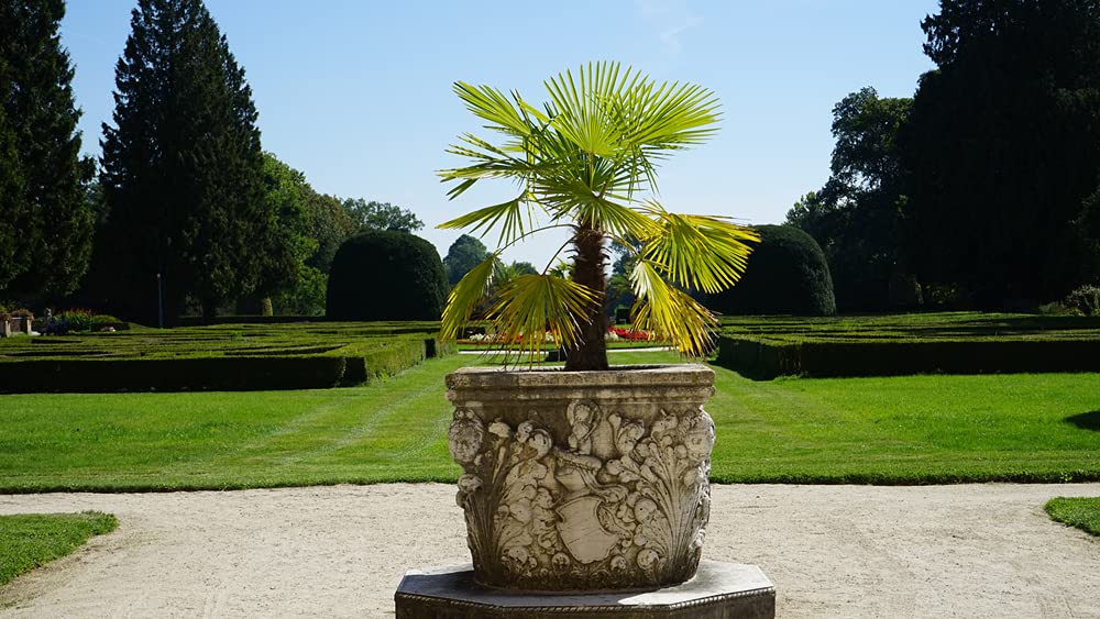 Bloomique - Trachycarpus Fortunei - Palma del Vento Cinese - Palma da Giardino - Resistente al Freddo - Alta 70-90 cm - Vaso 24 cm