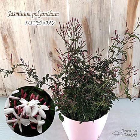 Amazon Co Jp ハゴロモジャスミン 4 5号鉢 羽衣ジャスミン ジャスミン 花木 ホーム キッチン