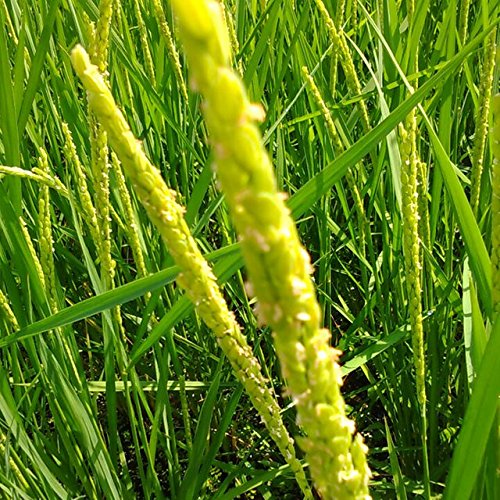 自然栽培無農薬コシヒカリ　新米　10k　安曇野産　送料込み Amazon.co.jp: 2025年産 安曇野産 こしひかり。新米 玄米 自然栽培