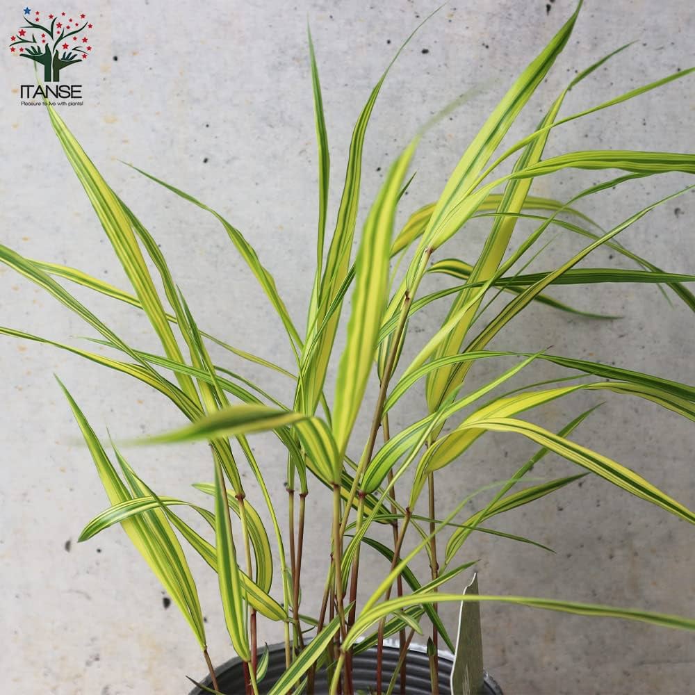 No.46 斑入り風知草根洗い 斑入りフウチソウ 手入れ | 山野草・還風庵JUNのブログ