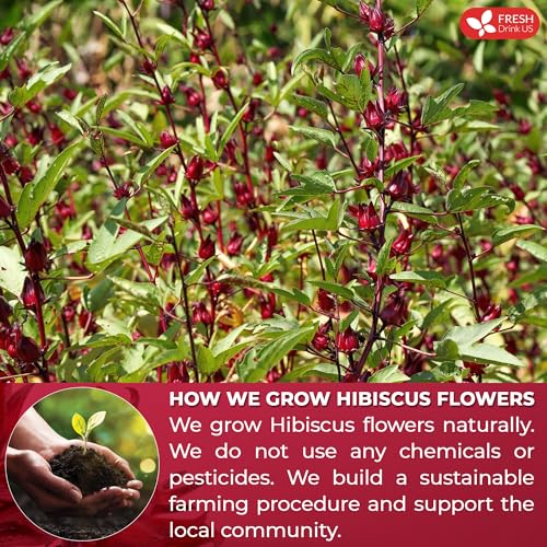 Image of FreshDrinkUS, Premium 25 Hibiscus Flowers Tea Bags, 100% Natural & Pure from Hibiscus Flowers. Loose Flower Hibiscus Herbal Tea. No Sugar, No Caffeine, No Gluten, Vegan.