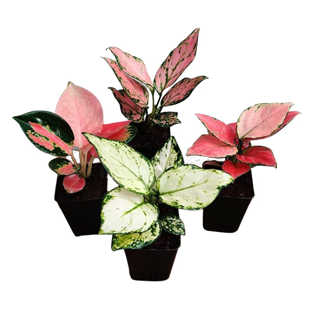 CAPPL Rare Imported Foliage Aglaonema 4 Live Plants With Plastic Pot (B0BVBSWLVB) Amazon Price History, Amazon Price Tracker
