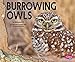 Burrowing Owls