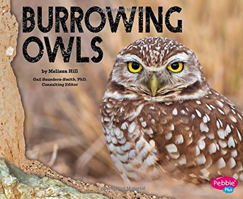 Burrowing Owls