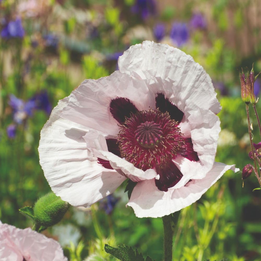Poppy Orientale Royal Wedding – Glistening White Petals with Dark Centre – Hardy Perennial for Sunny Borders – 1x 1 Litre Pot by Thompson and Morgan
