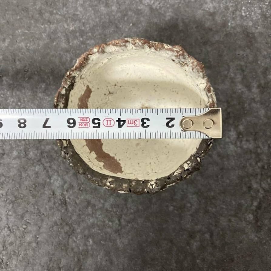 パキポディウム グラキリス 扁平 阪本健 鉢 阪本健 | trigger