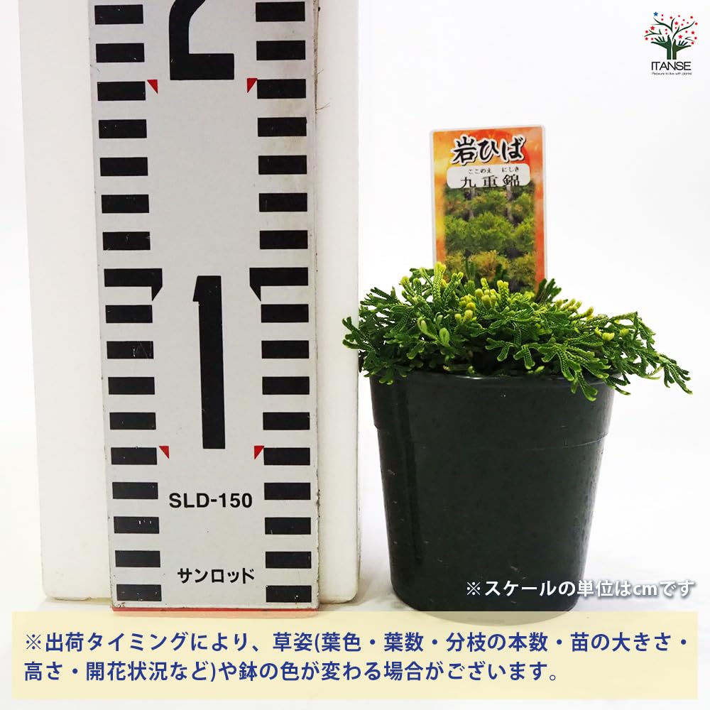 Amazon｜ITANSE イワヒバ 九重錦 2.5号 1個売り 品種で選べる