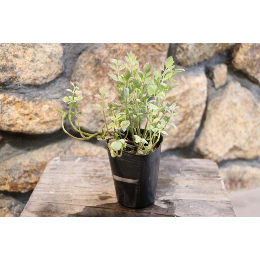 Amazon.co.jp: 斑入り セリ フラミンゴ 2.5～3号ポット苗 1株販売 寄せ