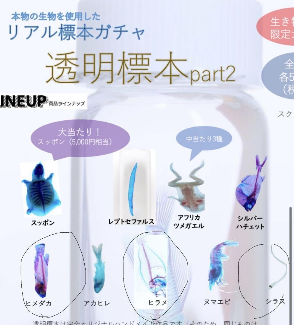 透明標本 ウズラ・シラス・アナハゼ 透明標本 ウズラ・シラス