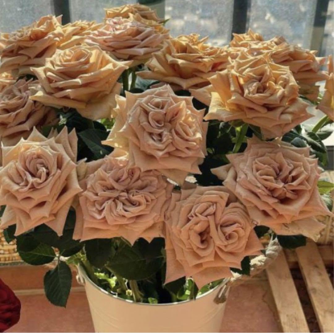 【美品 難少々】袷 染め ブラウン系 バラの花束 アンティーク 昭和レトロ Amazon.co.jp: 種 アンティークキャラメルブラウン 挿し木 バラ : DIY