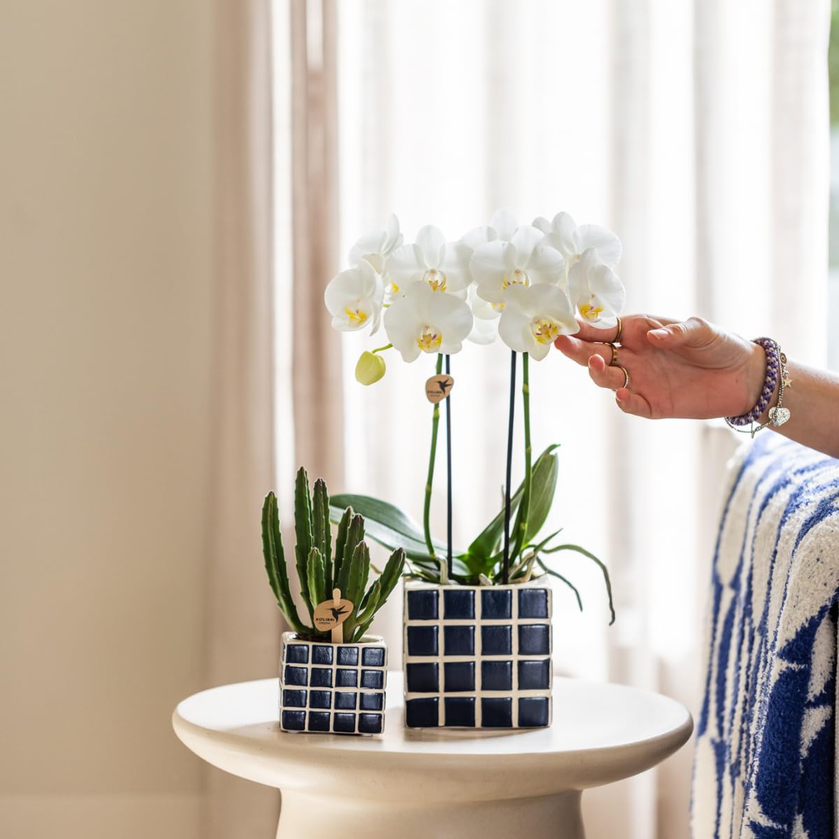 Kolibri Orchids | Orchidée Phalaenopsis - 40cm de haut - Ø9cm | blanc|