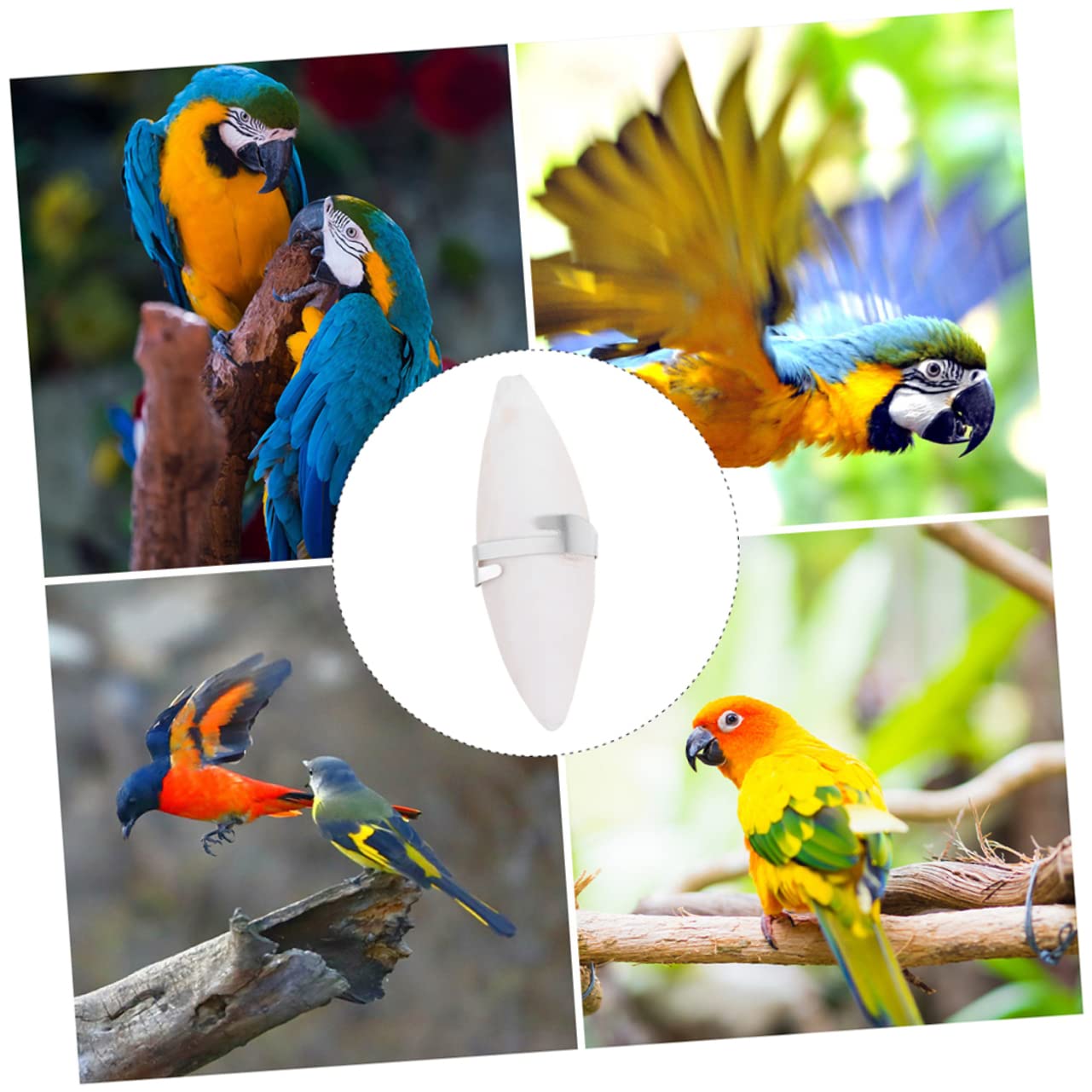 Beavorty 36pièces Jouet à Mâcher De Seiche pour Rongeurs Et Oiseaux Fournitures pour Animaux De Compagnie Inclut pour Fixation