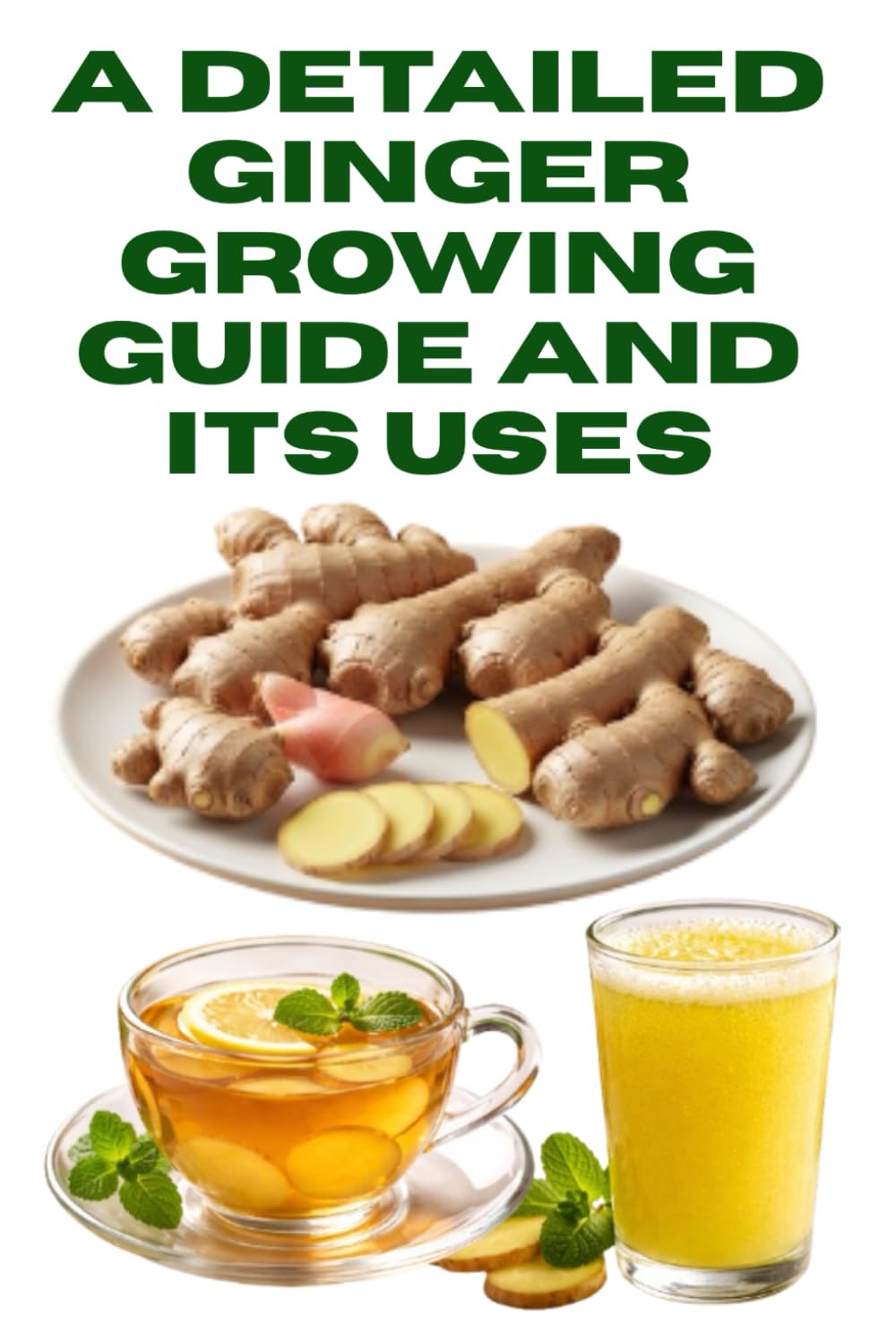 A Detailed Ginger Growing Guide and Its Uses (A Detailed, Informative Series on Homesteading)