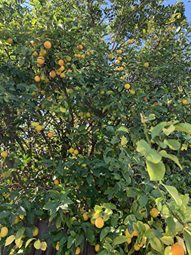 Kejora Fresh Lemons - 4 lbs