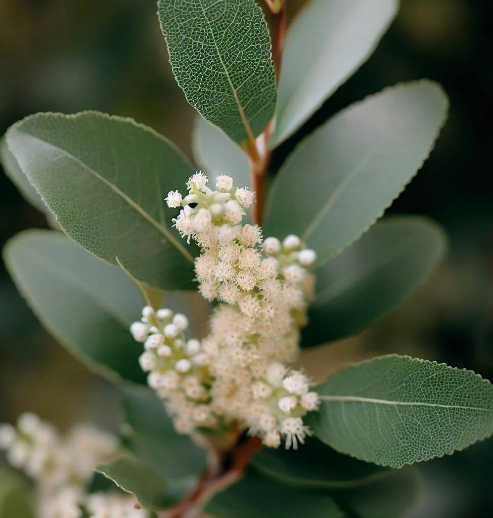 Myrica cerifera (Southern Waxmyrtle) Tree Seeds, Fragrant Foliage, Attractive Berries, Seeds by MySeeds.Co, You Choose The Amount (1 oz)