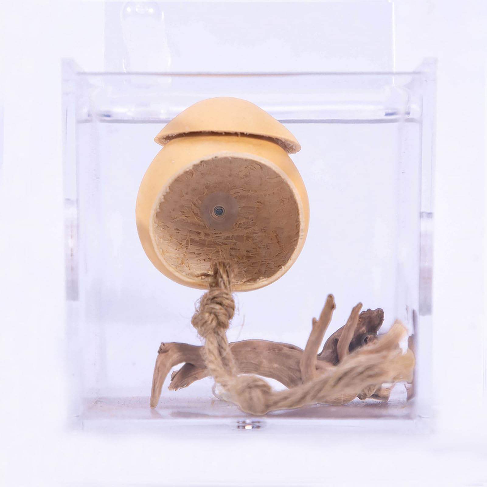 Terrarium Dla Skakunów, Ręcznie Robiona Klatka dla Skaczących Pająków z Przyssawką, Dekoracyjne Terrarium W Kształcie Tykwy Akcesoria Dla Jaszczurek I Żab