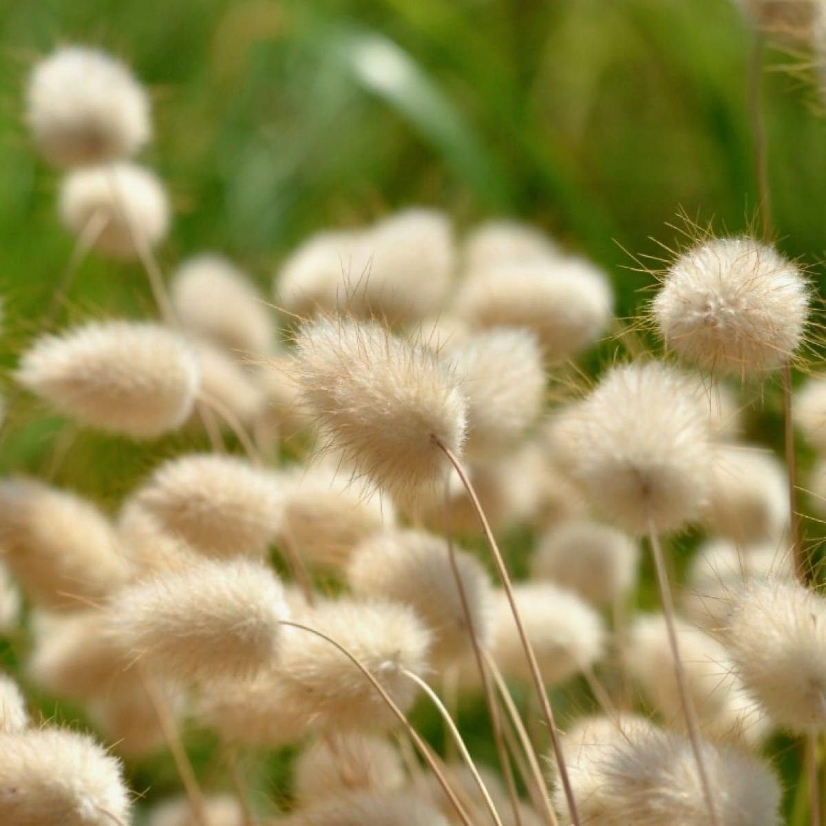 Amazon.co.jp: 花の種ラグラスオバタスバニーテール 種子 約50粒！切花