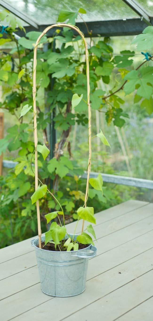 Tuteurs bambou naturel arceau contre la casse des tiges de plantes grimpantes