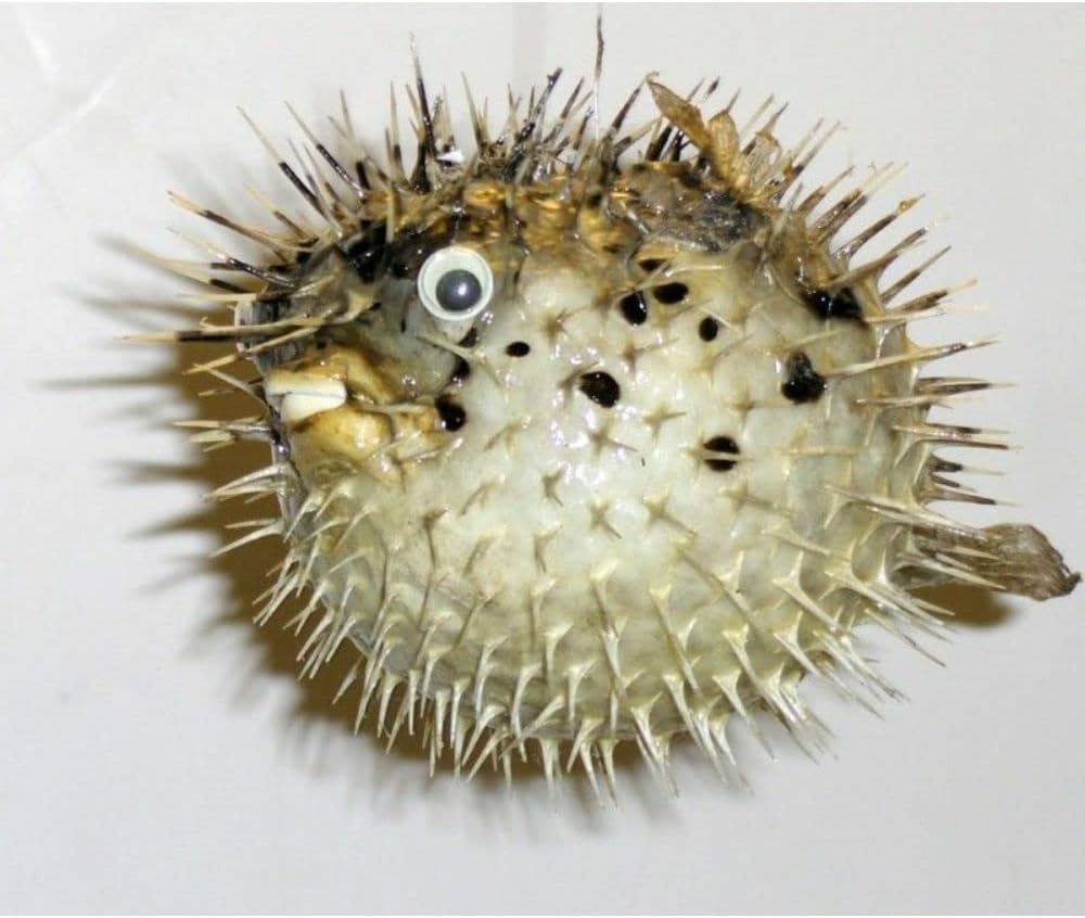 Porcupine Blow Fish 8 to 10" Long Sea Shell Nautical Beach Decor Tropical