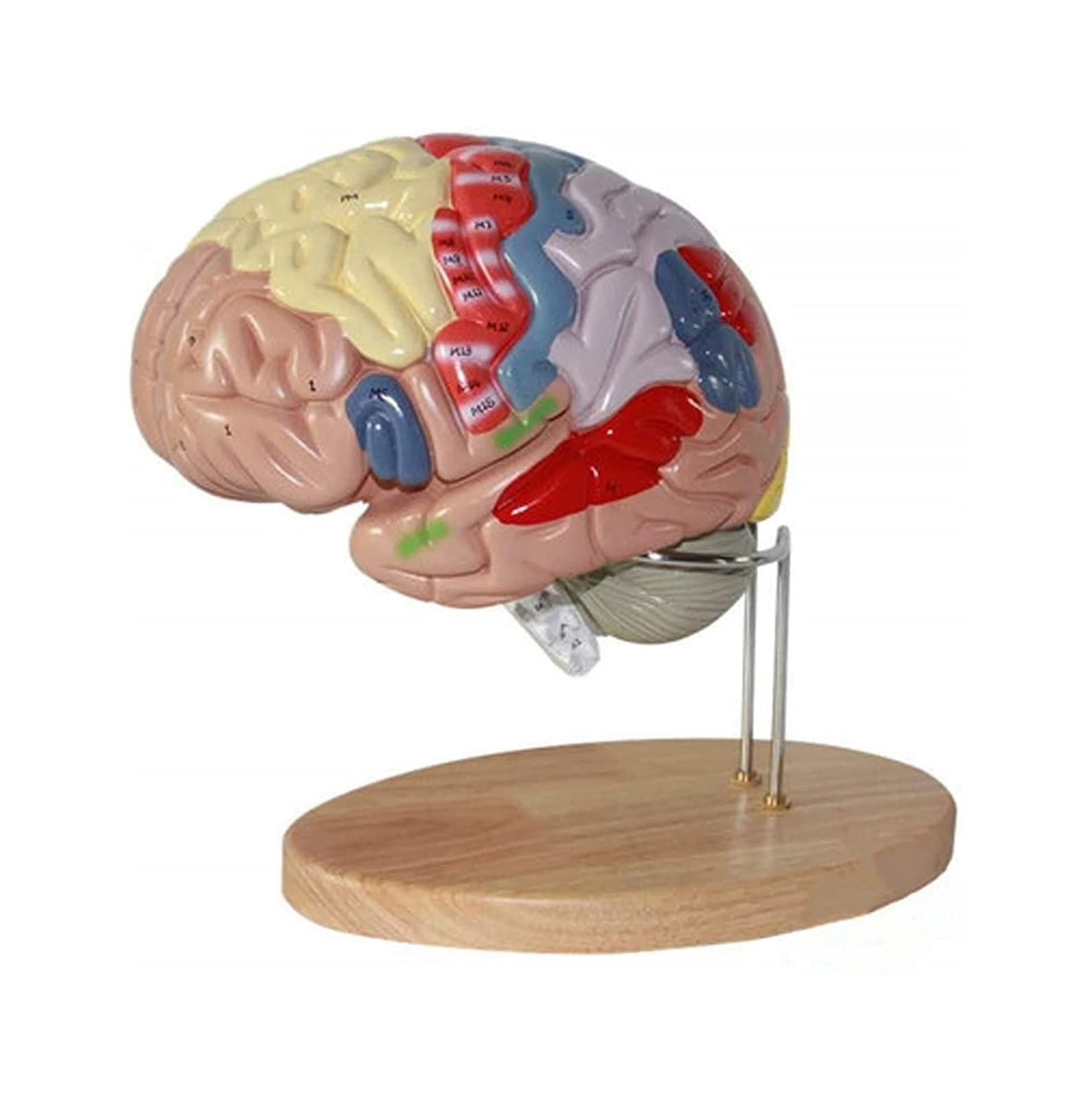 Anatomia del Cervello Umano Modello di partizione Funzione cerebrale Modello di Anatomia Cervello Umano Modello anatomico Funzione cerebrale Dipinta Modello di Struttura partizione Modello