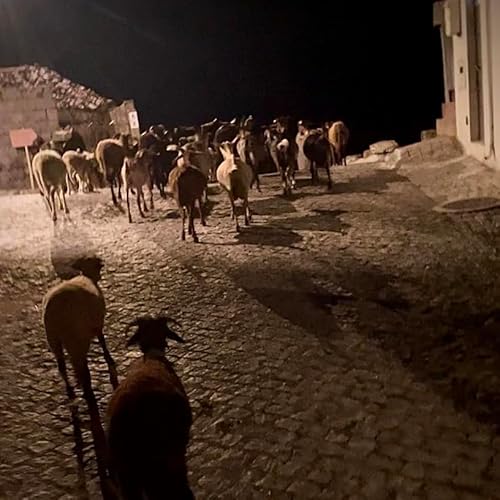 Goats going home, Sabugueiro, Serra da Estrela, Portugal, late evening on 13th August 2025 – by Katherina Lindekens Podcast Por arte de portada