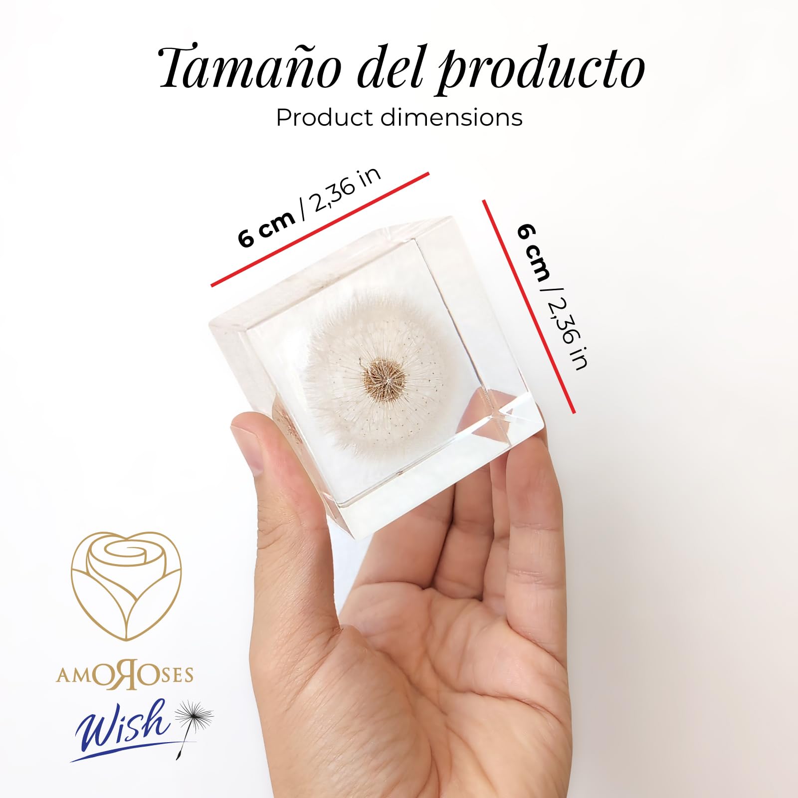 Amoroses WISH – Diente de león auténtico, conservado en cubo de resina transparente – Flor de ducha en paquete elegante – Idea regalo original, objeto decorativo – Expresa un deseo
