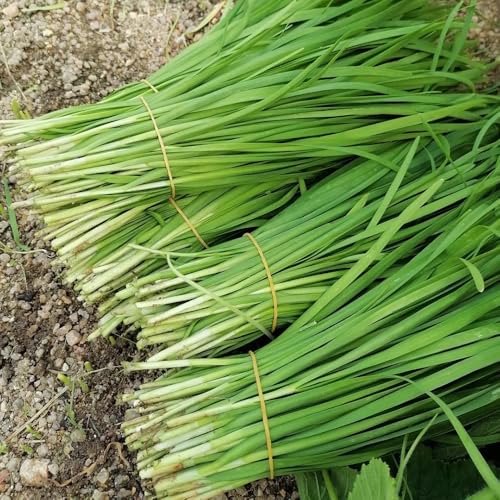 semi di cipollina - Allium tuberosum - selvatici appartamento aiuole resistenti giardino esotiche 800pcs