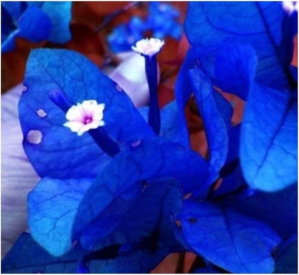 See full amazon price history chart for OpLeaves Bougainvillea Dwarf Plant (Blue Bougainvillea Plant-) OpLeaves Bougainvillea Dwarf Plant (Blue Bougainvillea Plant-) (B0D2VBL199) Amazon Price History, Amazon Price Tracker