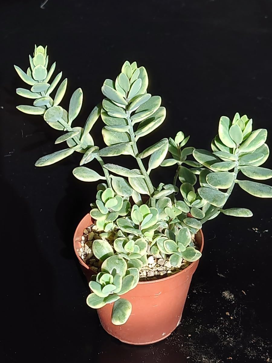 Amazon.co.jp: 多肉植物 シジミ蝶錦 : おもちゃ