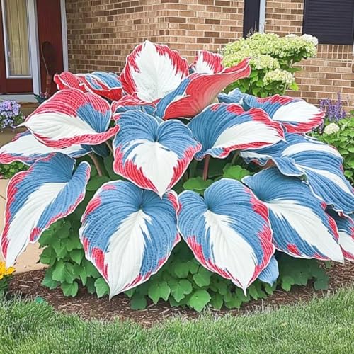 Hosta-Rinverdimento Abbellisci l'ambiente Adatto per decorare il tuo giardino-D-4 Radice