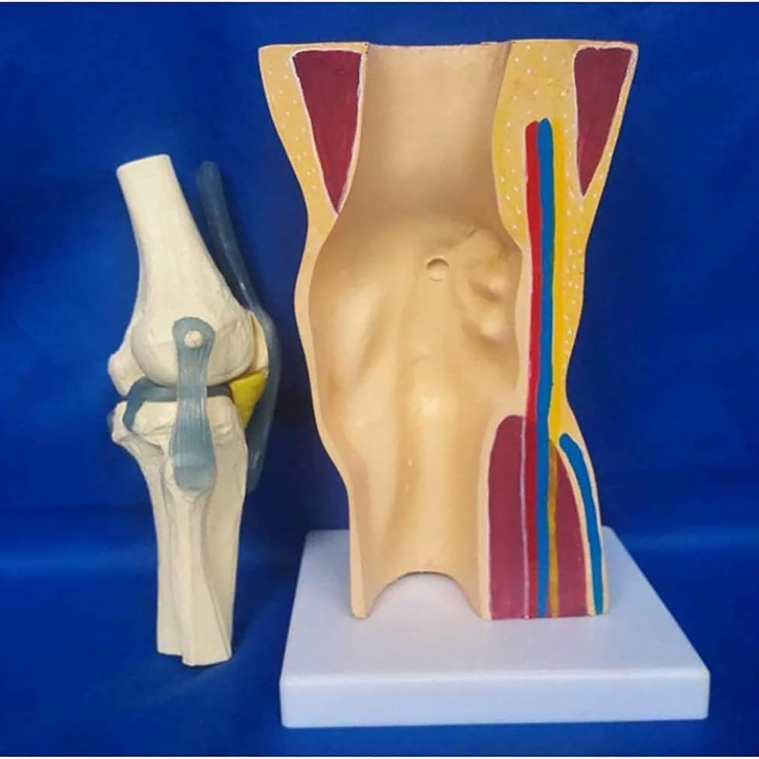 Model stawu kolanowego człowieka – anatomiczny model nauczania w edukacji i szkoleniach w opiece zdrowotnej