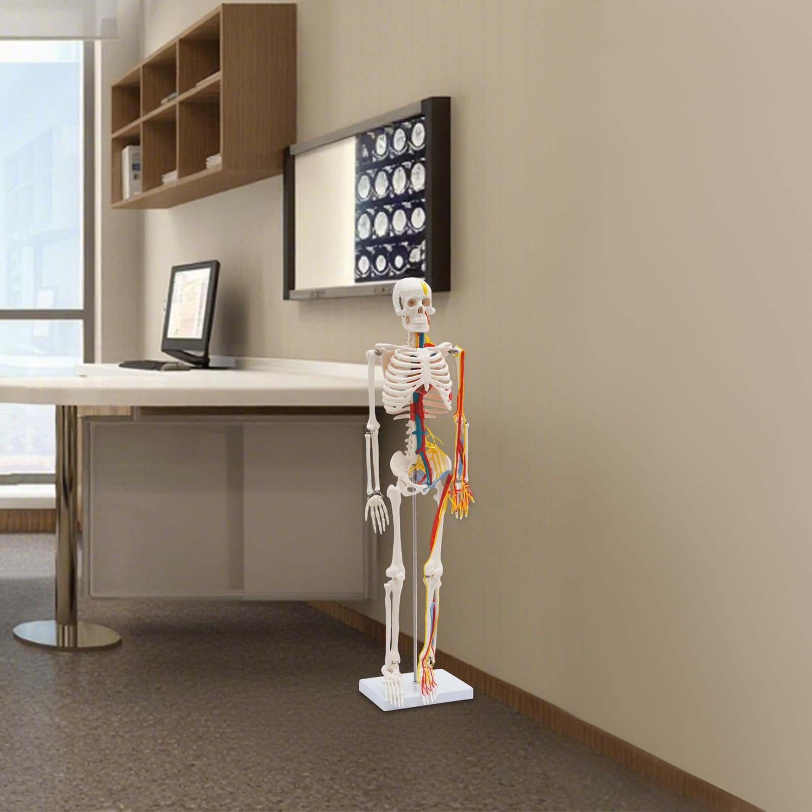Skelett Lebensgroß, Torso mit Stand Fuß, Teil Nervensystem, für Ausbildung
