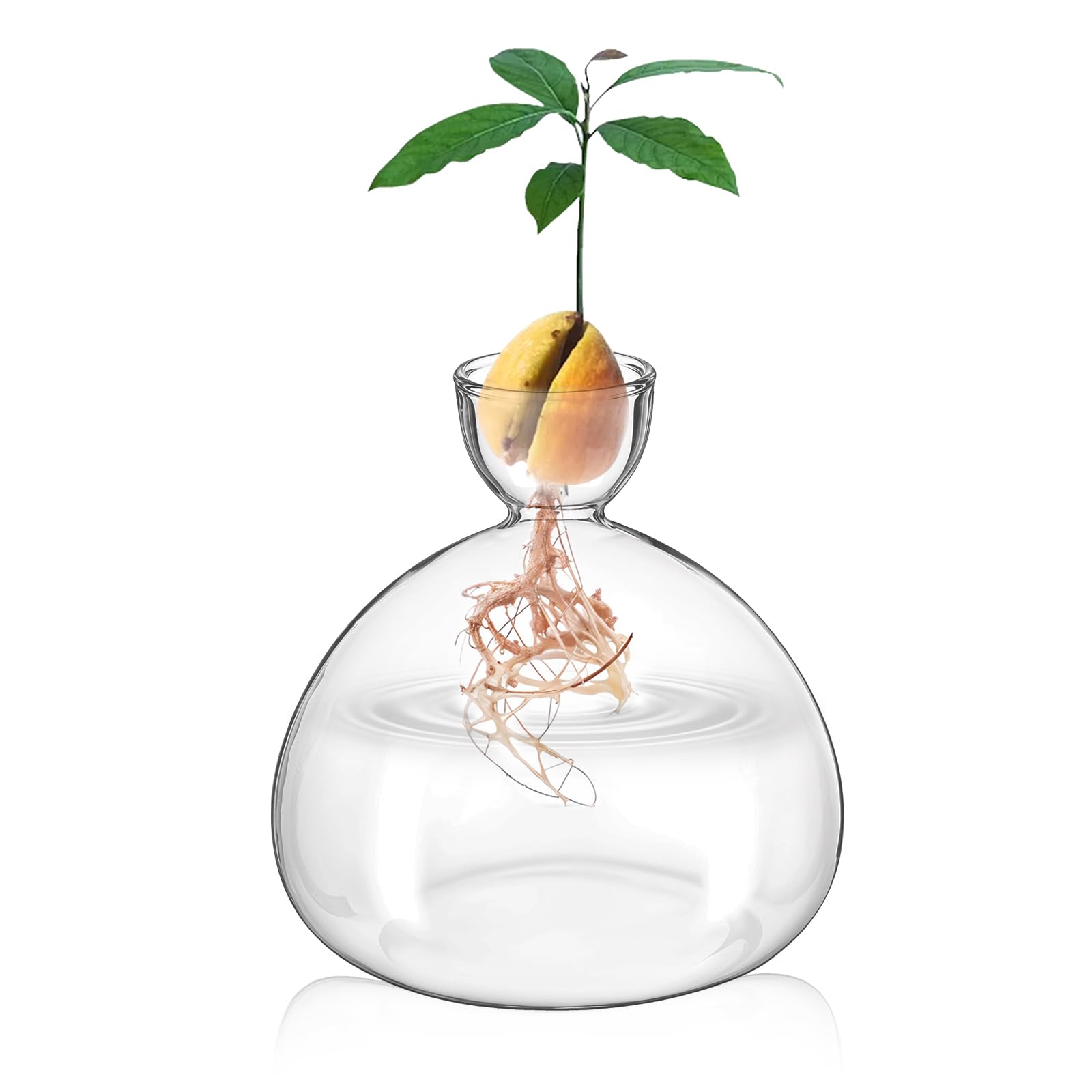 Vase d'intérieur pour les amateurs de jardinage et pousse d'avocat