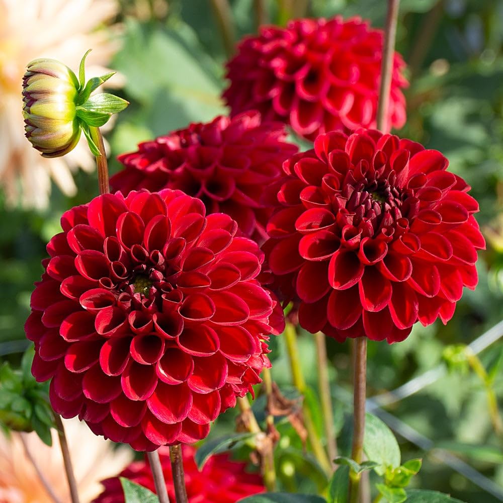 Kiddos Castle Dahlia Red Colour Flower Seeds (Pack of 50+ Seeds) Flower Seeds for Gardening, Balcony Gardening, Planting Seeds (B0CW6Q23L1) Amazon Price History, Amazon Price Tracker