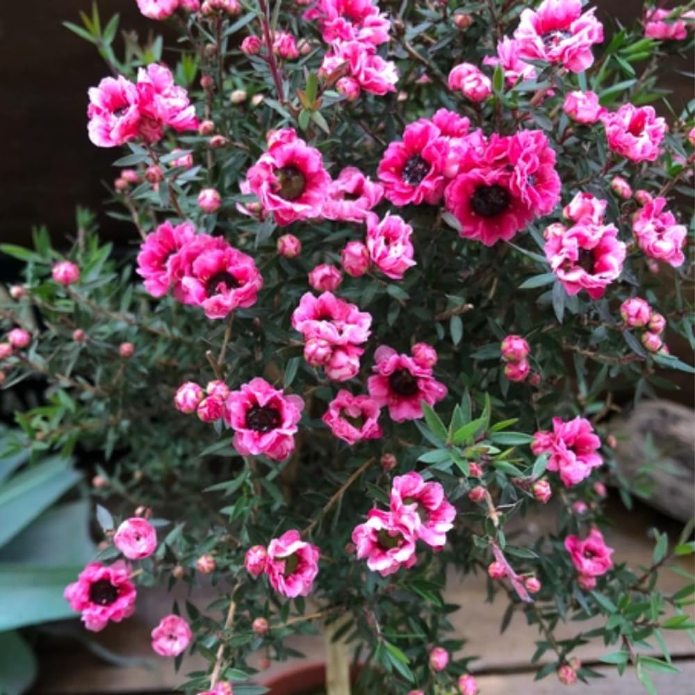 Amazon.com : Manuka Tea Tree Plant, Pink Leptospermum Tree Live Plant, 4 to  7 Inc Long, Bush Plants for Growing : Patio, Lawn & Garden