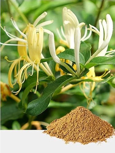 Miniatura 4 de Polvo de extracto de madreselva puro natural orgánico (Lonicera Japonica) - 10.58 onzas (10.58 oz)