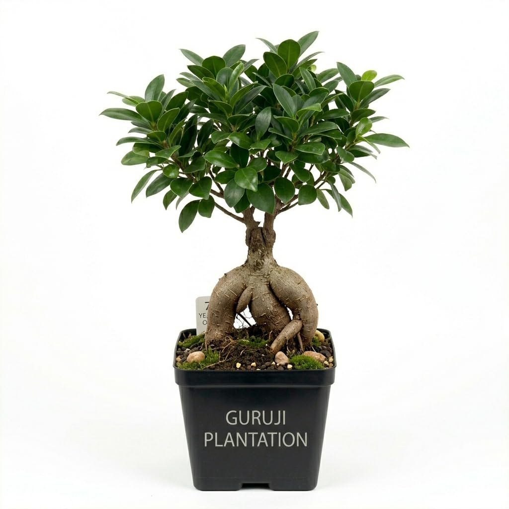 Guruji Plantation Ficus Ginseng Indoor and outdoor Bonsai Live Plant/Tree 7 Years Old With black pot (Pack of 1 Healthy Live Plant)-image-41