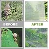 Amazon.com : 2 Pack 10 ft x 15ft Garden Insect Screen - Insect Barrier ...