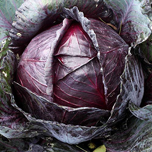 Red Acre Cabbage Seeds: 5 Lb - Bulk, Non-Gmo, Chemical Free Sprouting Seeds For Vegetable Garden & Growing Microgreens #TOP2