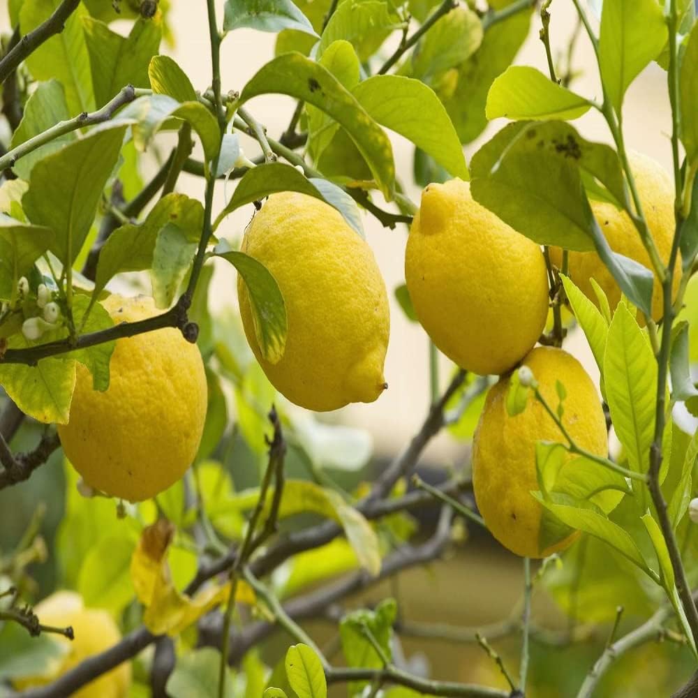 IXORA Nimbu Seedless All Time Lemon Variety Fruit (Air Layering/Grafted) Live Plants & Tree(1-2 Ft Size) (B0CGLG7VZ4) Amazon Price History, Amazon Price Tracker