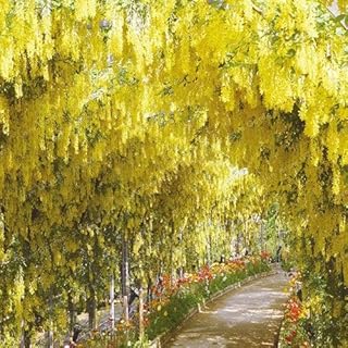 Seeds. 10 PC/Bag of Bonsai glycine of The Purple Flower Yellow Pink Wisteria Bonsai Bonsai Plants Ornamental Interior Bonsai glycine Bonsai: 6: Only Seeds