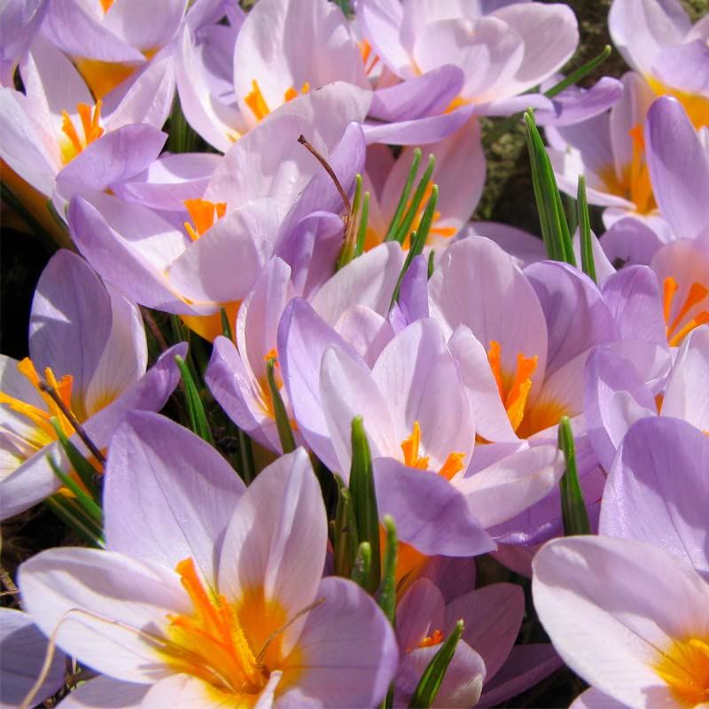 Image of IMP. Saffron | Crocus Excellent Quality Flower Bulbs for Attractive Aromatic Flowers Home Outdoor Gardening Plants Flowering Bulbs (pack of 12, Firefly)
