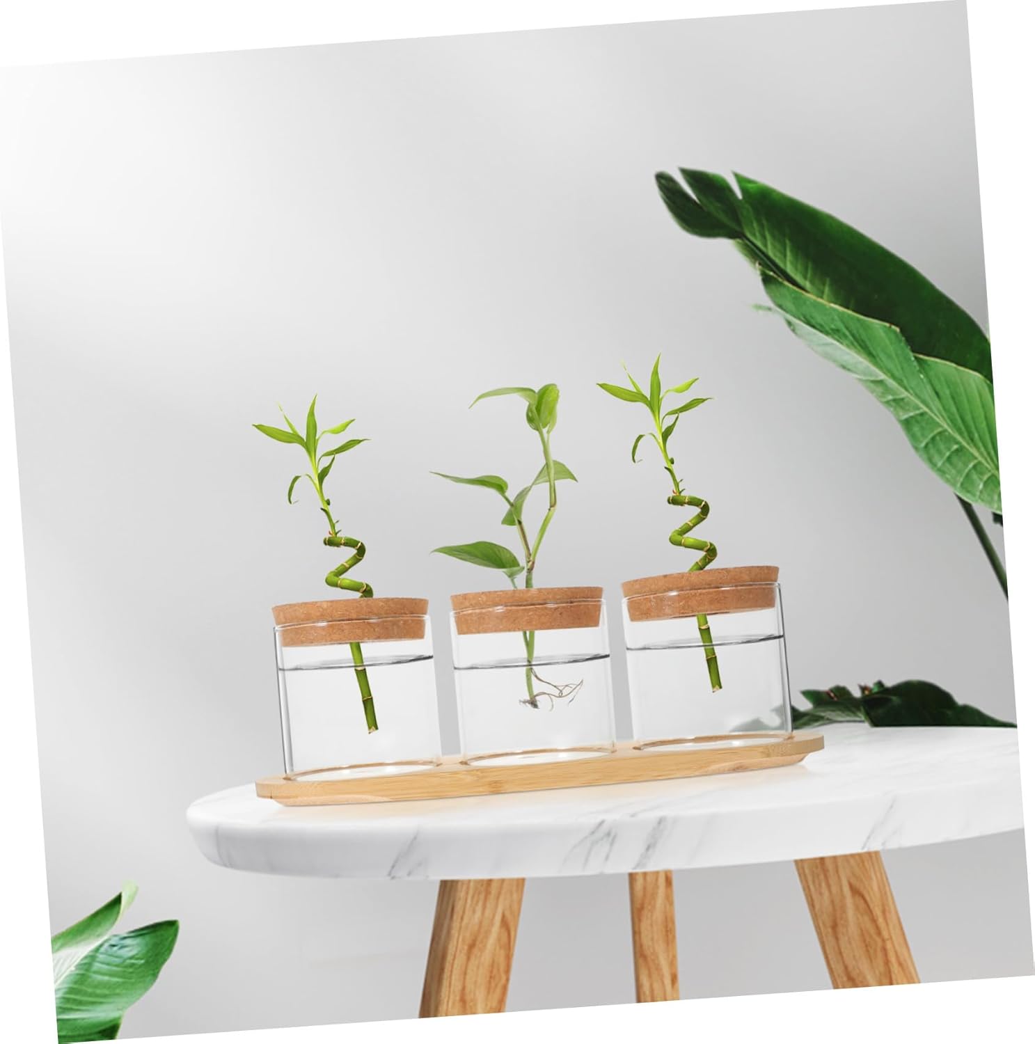 1 Set Hydroponic Plant Glass Bottle Terrarium Planter Pots for Indoor Plants Vase Indoor Pots for Plants Floral Containers Air Plants Holders Hydroponic Glass Planter