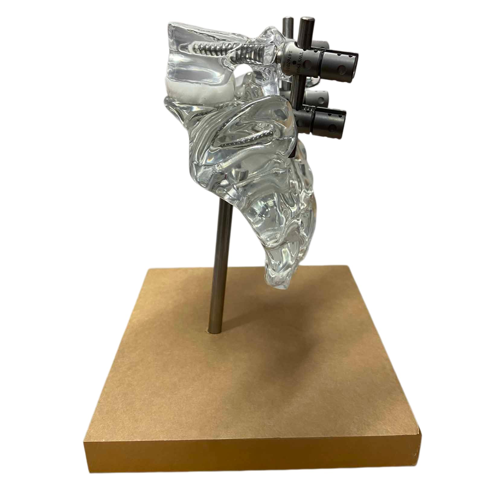 YRQMGSF Fusion and Internal Fixation Training Model Transparent Lumbar and Sacral Spine Model for Doctors Office Educational Tool
