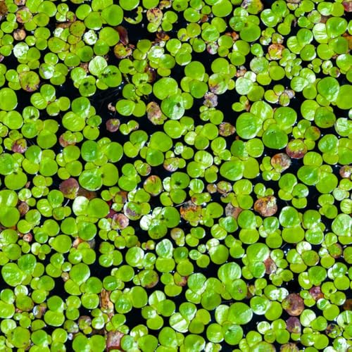 semi di lenticchia d'acqua (Lemna minor). interno galleggianti resistenti all'esterno decorazione da giardino per esterni di stagno, 400pcs