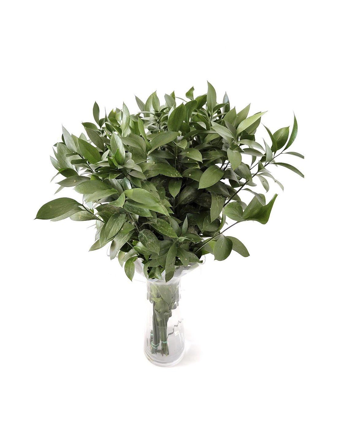JARDIN202 - Ruscus | Flor Natural | Ramo de 50 tallos | Verde | 80cm de alto