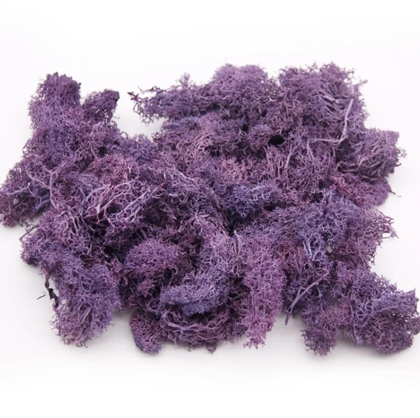 Musgo Morado o Lila - 500gr - Musgo Preservado y Natural para el Hogar o la Oficina